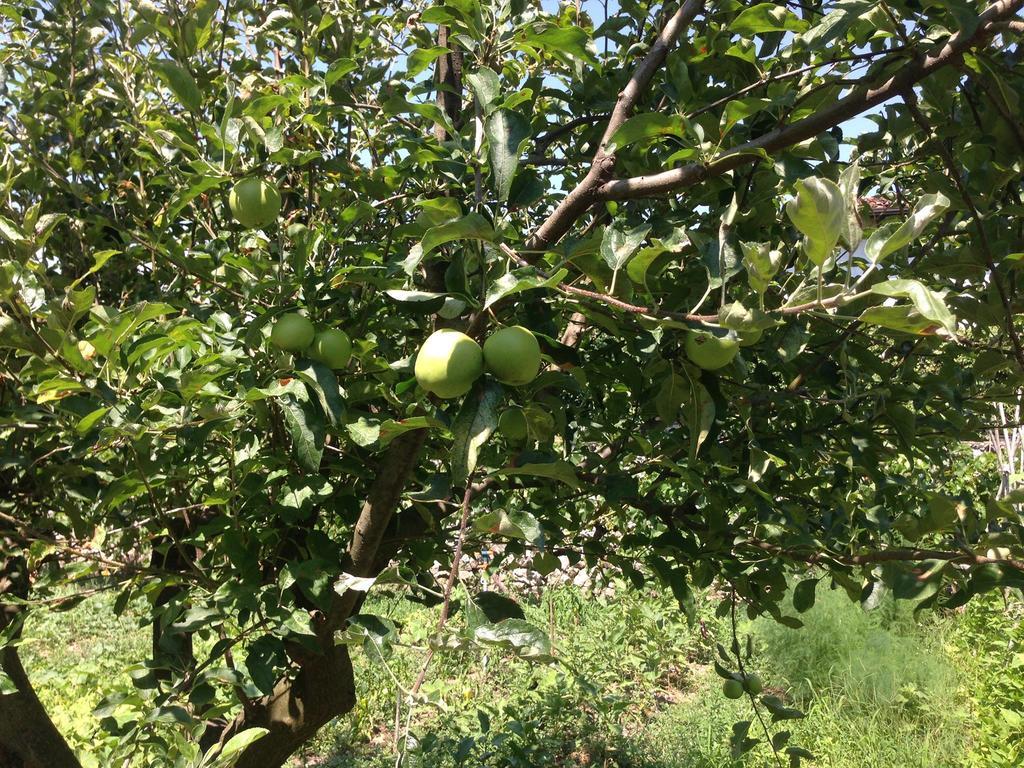 Eco Garten Guest House Shkodër エクステリア 写真
