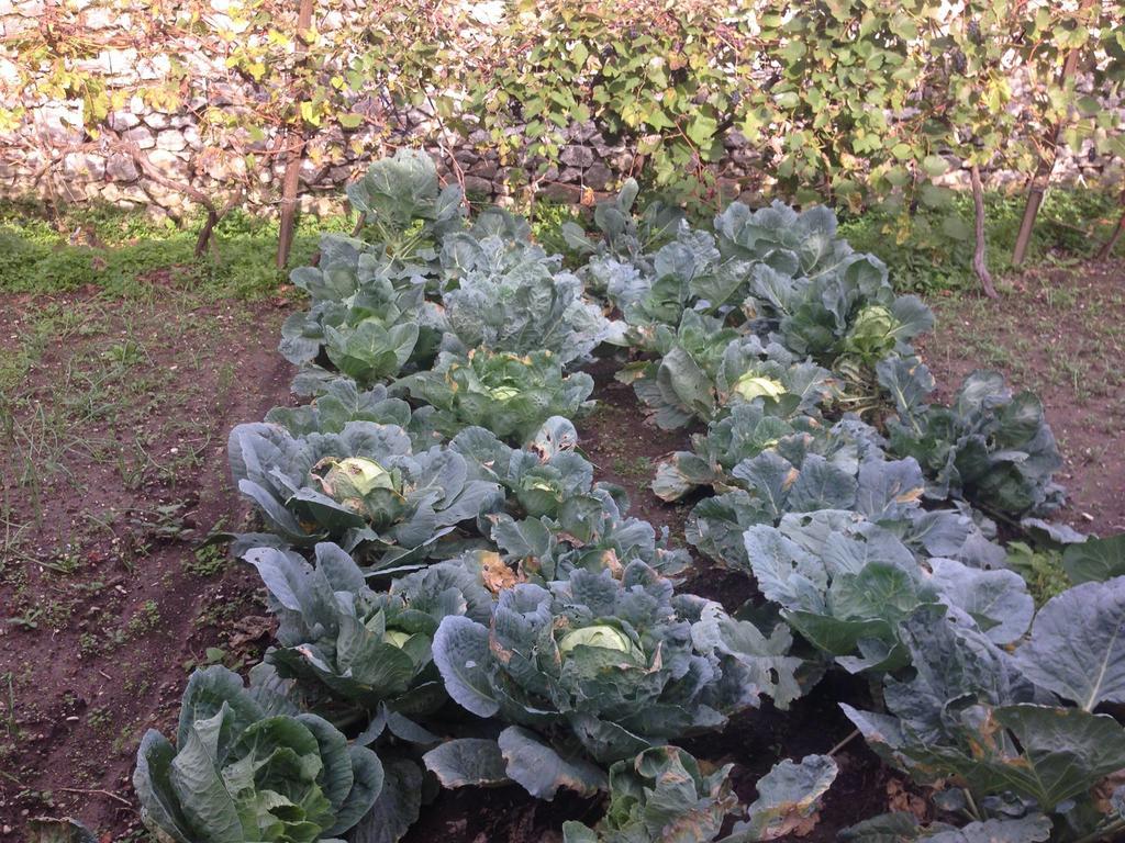 Eco Garten Guest House Shkodër エクステリア 写真