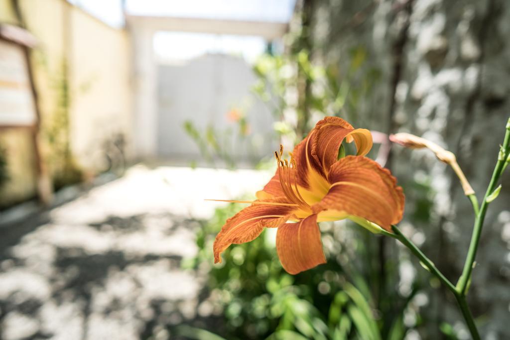 Eco Garten Guest House Shkodër エクステリア 写真